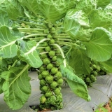 Uzgajanje prokulice na otvorenom